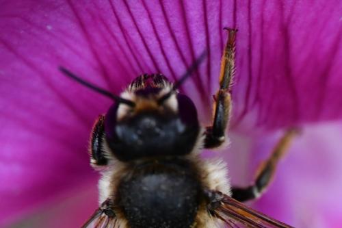 Réf. 262 699 : Megachile ericetorum